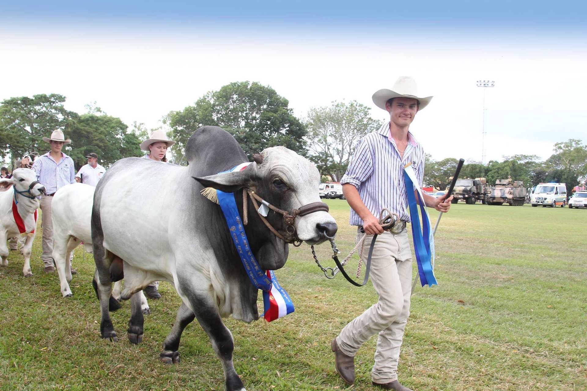 A man in a cowboy hat is walking a cow with ribbons around its neck.