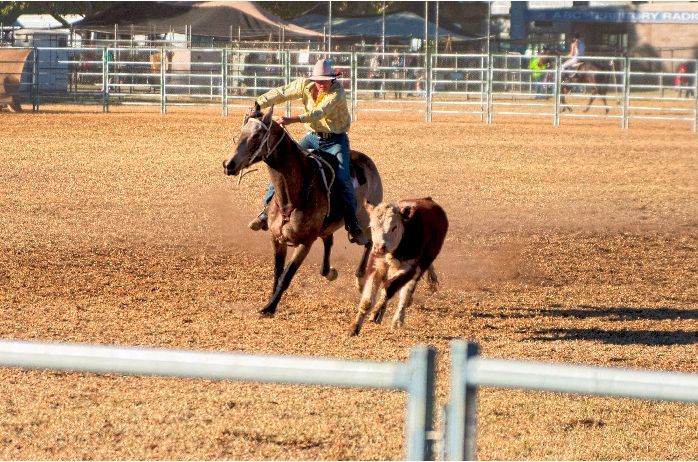 A man is riding a horse and chasing a cow in a rodeo arena.
