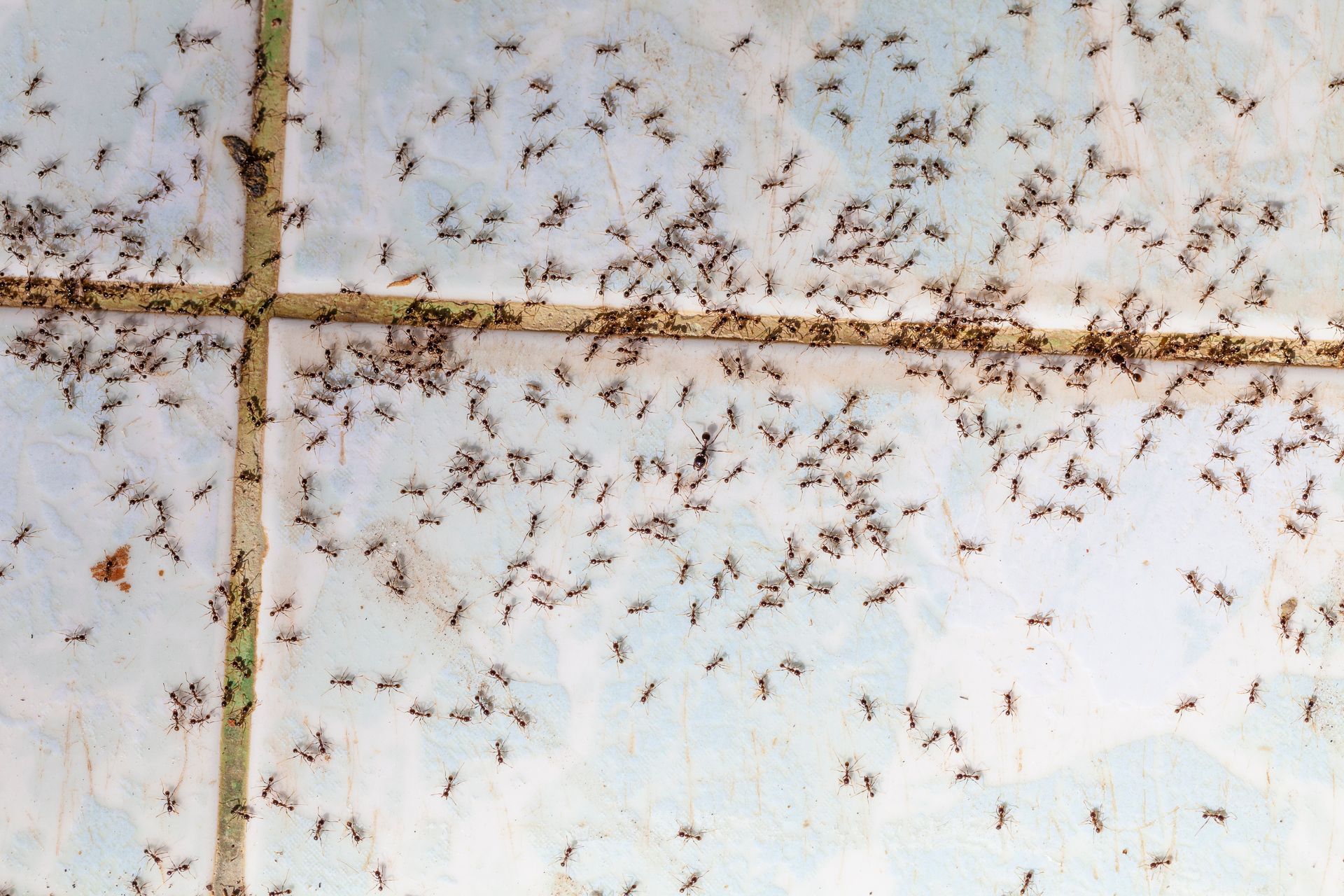 A bunch of ants are crawling on a tile floor