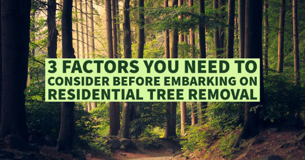 3 Factors You Need To Consider Before Embarking On Residential Tree Removal