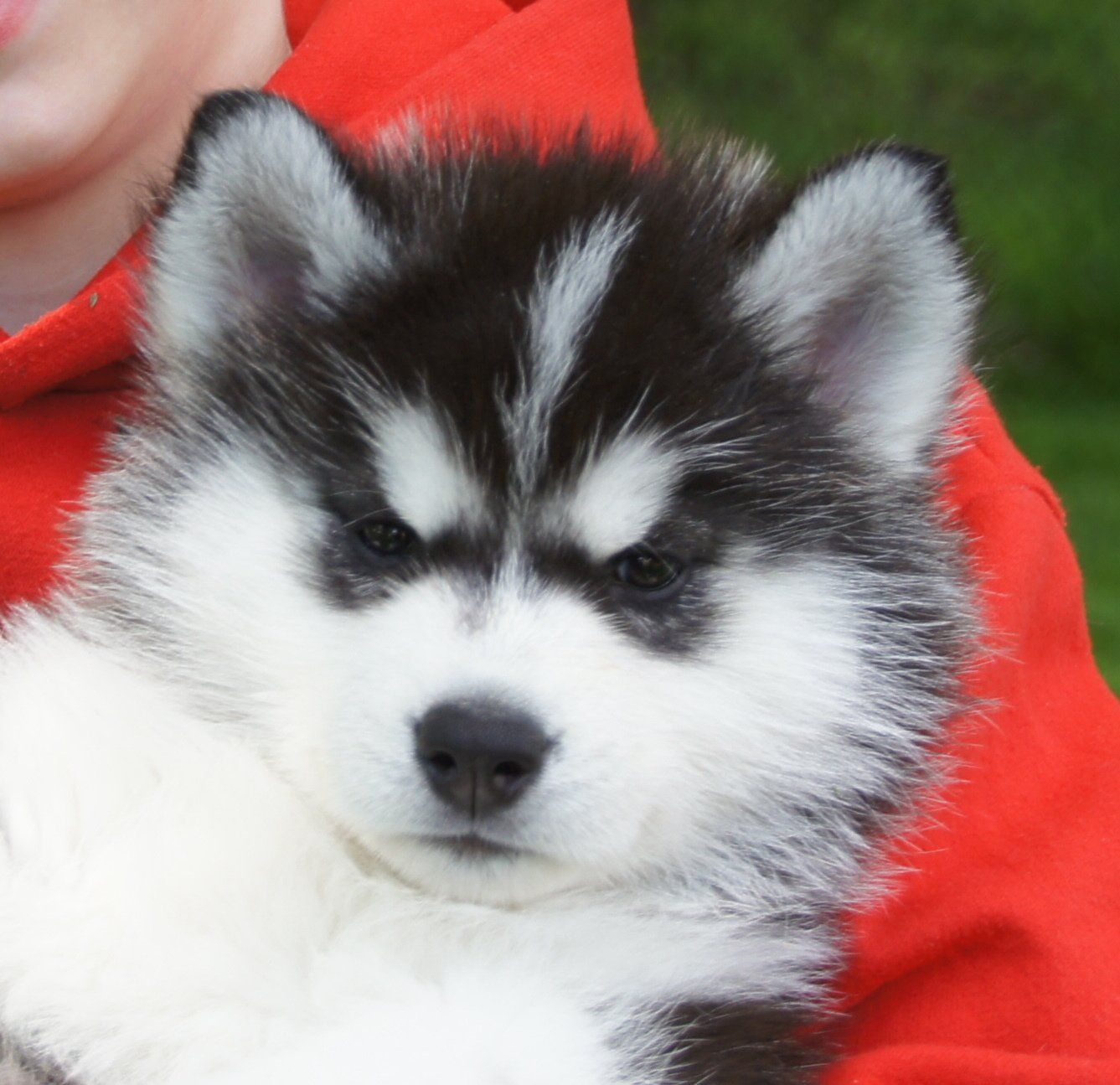 Black and White Husky Puppy - Husky Puppies in Trumbull County, Ohio