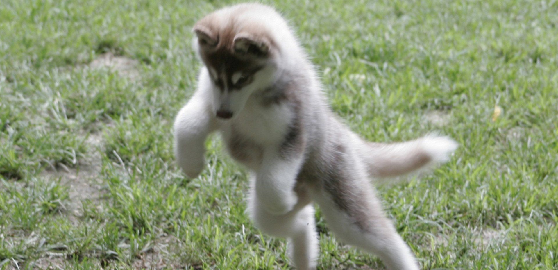 Husky Puppy Playing With A Ball - Husky Puppies in Trumbull County, Ohio