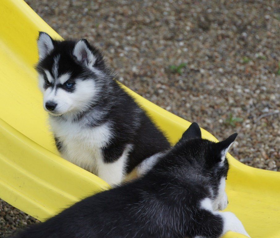 Husky Puppies on a slide - Husky Puppies in Trumbull County, Ohio