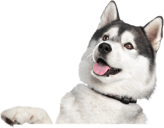 Siberian Husky - Grooming Services in Trumbull County, Ohio