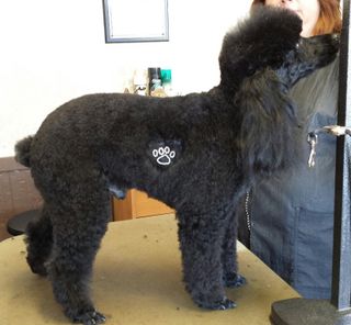 Black Poodle Getting Groomed - Grooming Services in Trumbull County, Ohio