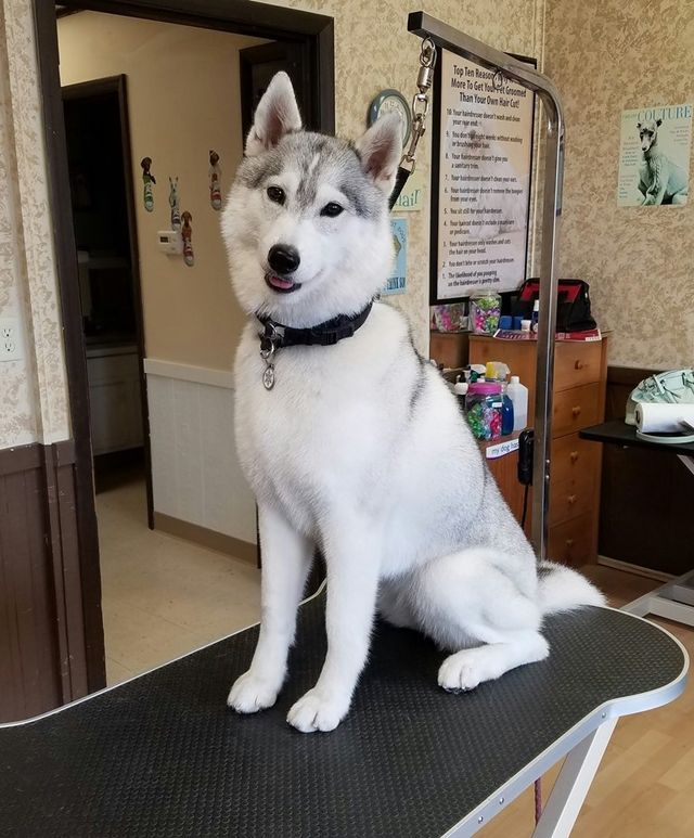 Husky hotsell hair trim