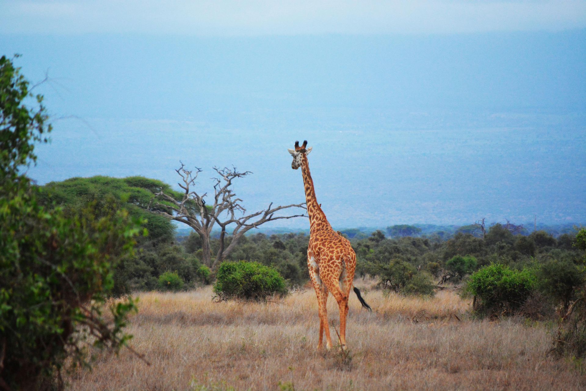 Giraffe standing in grassy field, looking away from the camera. Green bushes and trees surround it, with a blue sky in the distance.