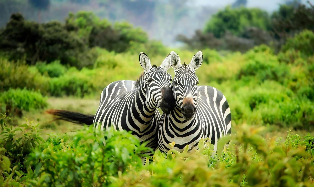 Two zebras stand together in a grassy field, their striped bodies contrasting with the green foliage.