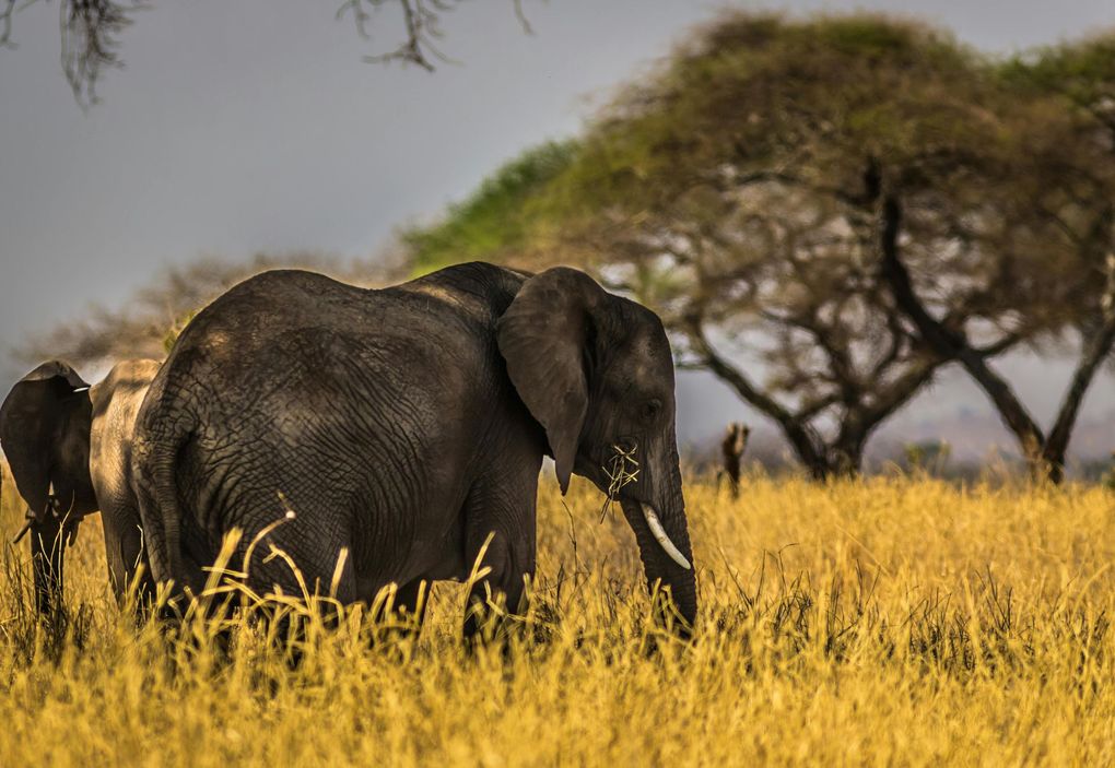 Elephant grazing in tall, golden grass, with trees in the background under a cloudy sky.