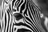 Close-up of a zebra's eye and face, showing black and white stripes.