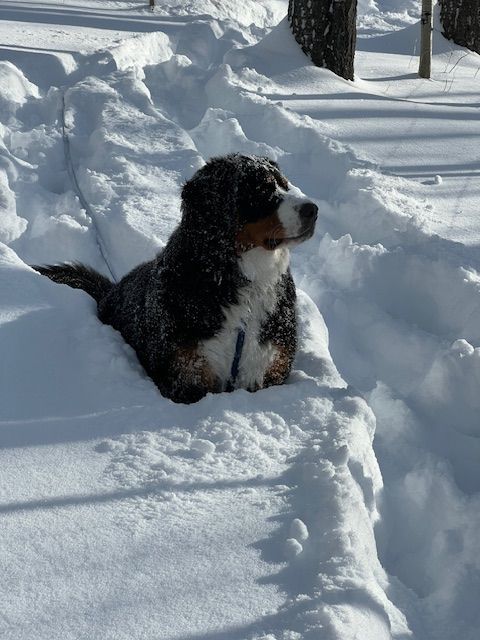 Snowbern Bernese Puppy