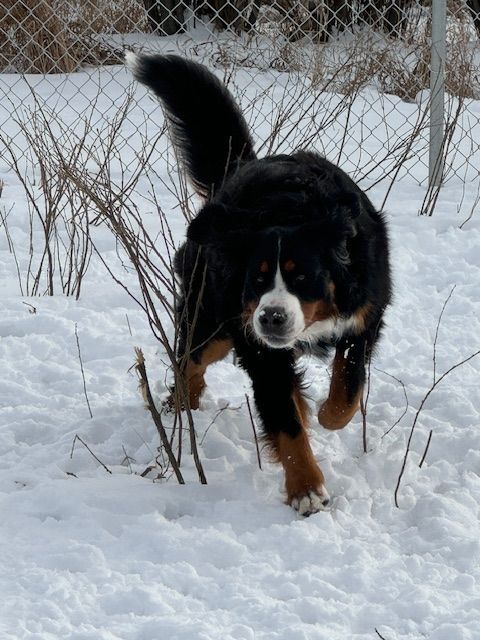 Snowbern Bernese
