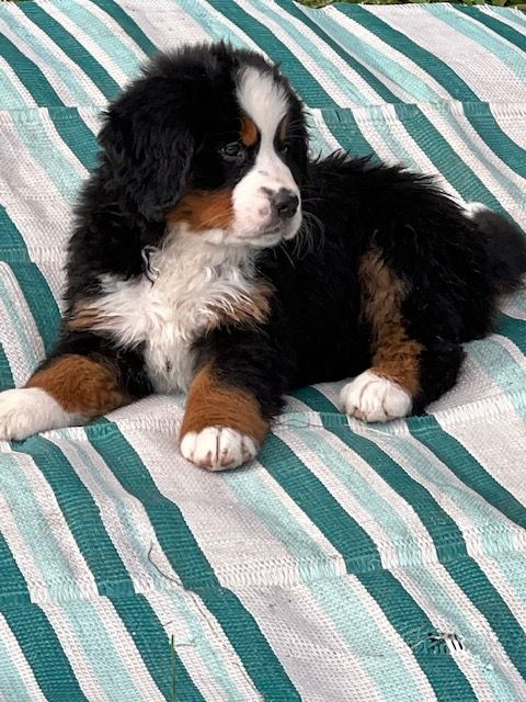 Snowbern Bernese Puppy