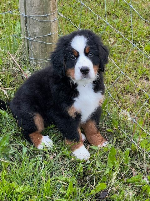 Snowbern Bernese Puppy