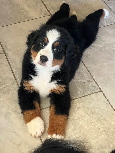 Snowbern Bernese Puppy