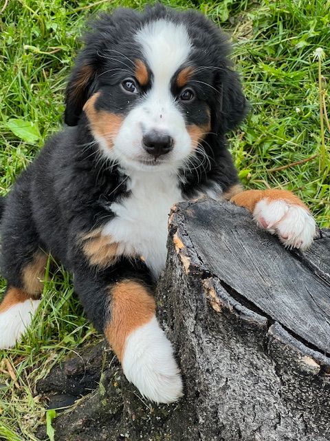 Snowbern Bernese Puppy
