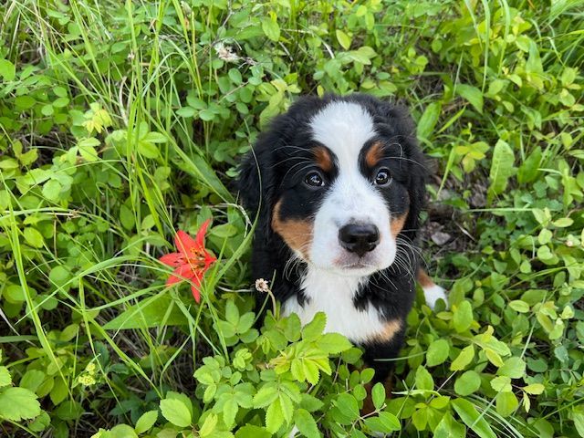 Snowbern Bernese Puppy
