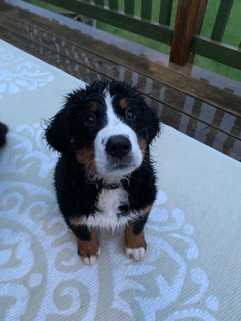 Snowbern Bernese Puppy