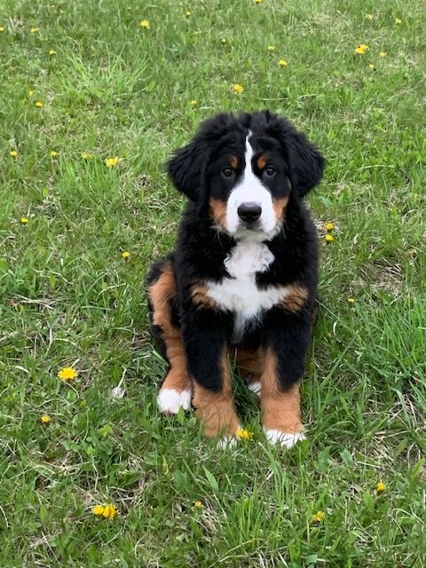 Snowbern Bernese Puppy