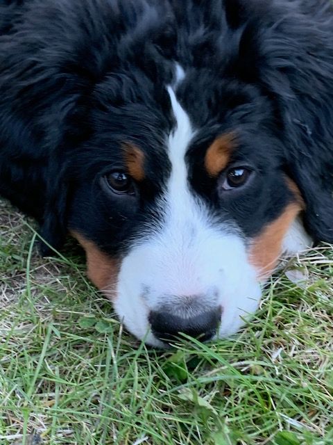 Snowbern Bernese Puppy