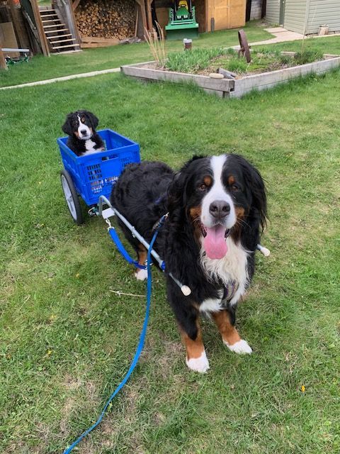 Doubledutch’s Kenobi