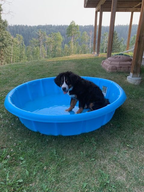 Snowbern Bernese Puppy