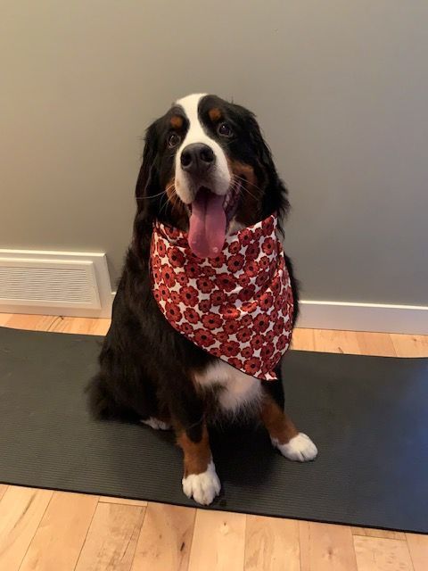 Doubledutch’s Kenobi