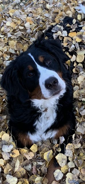 Doubledutch’s Amilyn