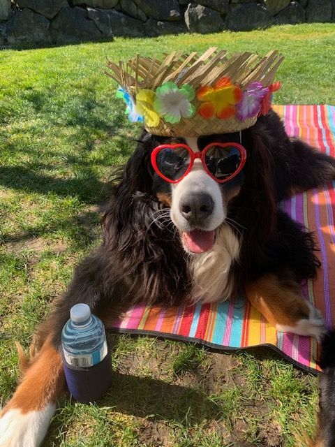 Doubledutch’s Kenobi