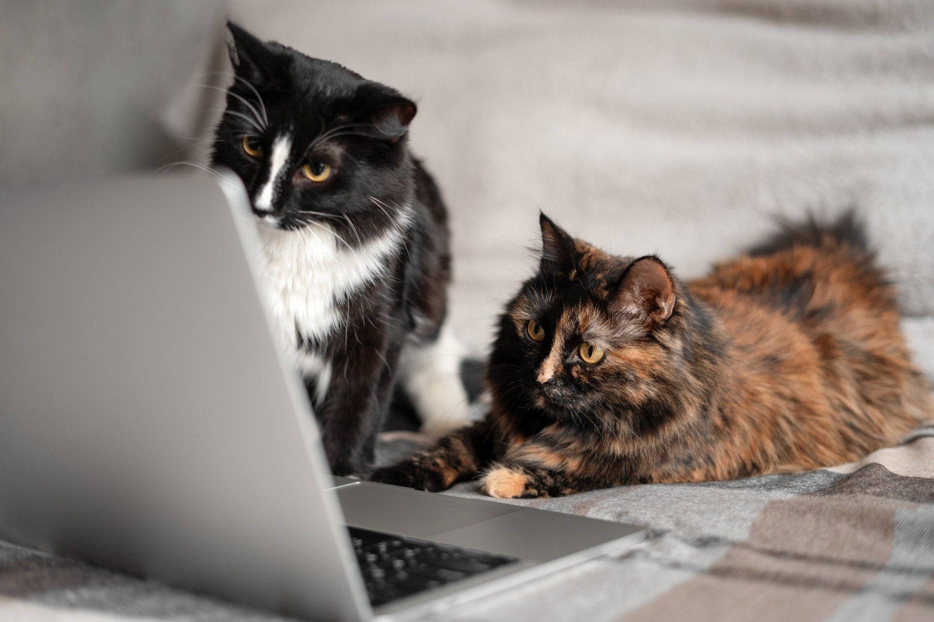 Two cats lying in front of the laptop and looking at the screen