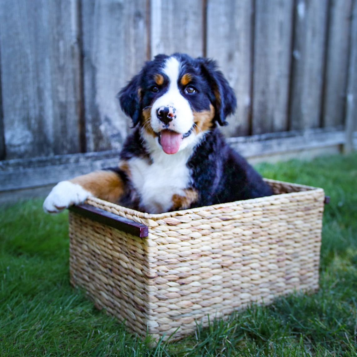 A bernese mountain dog puppy is sitting in a wicker basket.