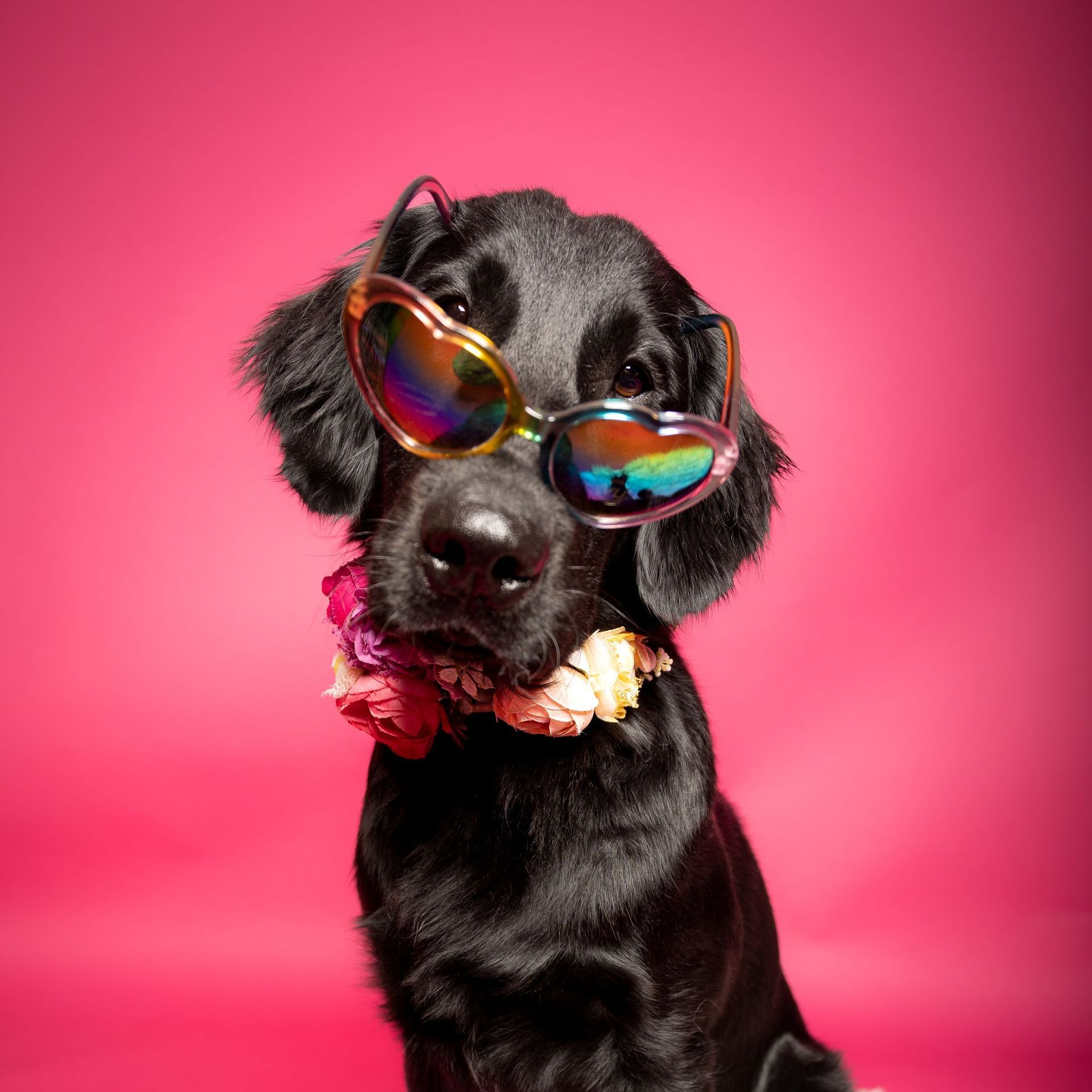 A Flatcoat Retriever black dog wearing sunglasses and a lei around its neck