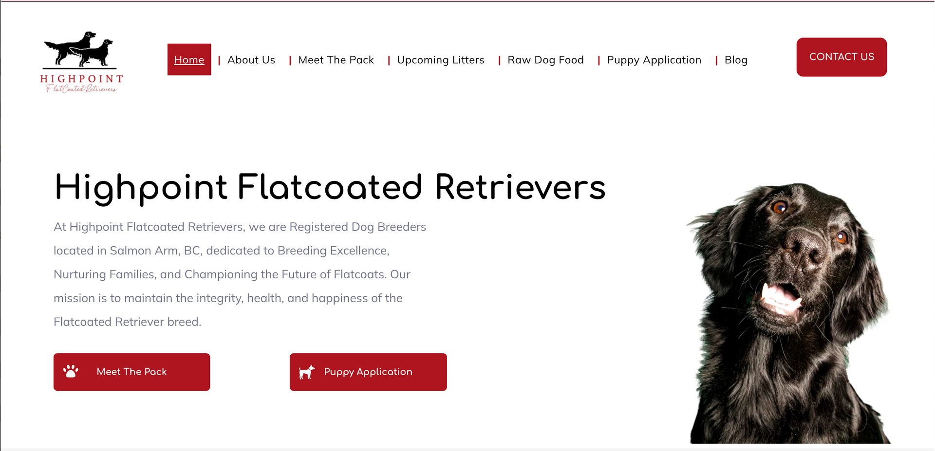 A website for highpoint flatcoated retrievers has a picture of a dog on the homepage.