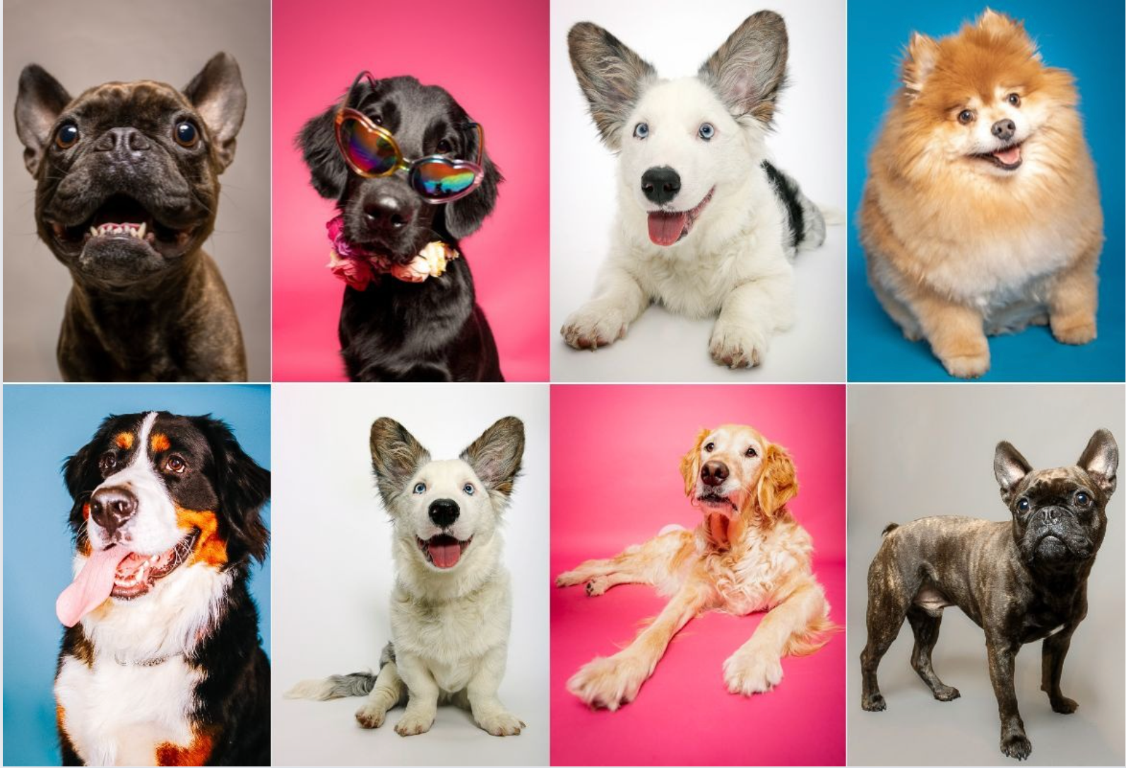 A collage of pictures of different breeds of dogs