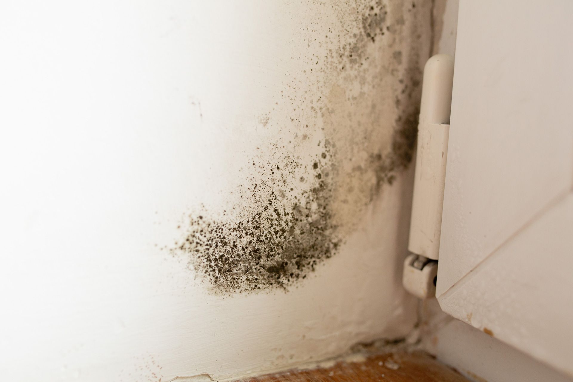 Mold Vs. Mildew