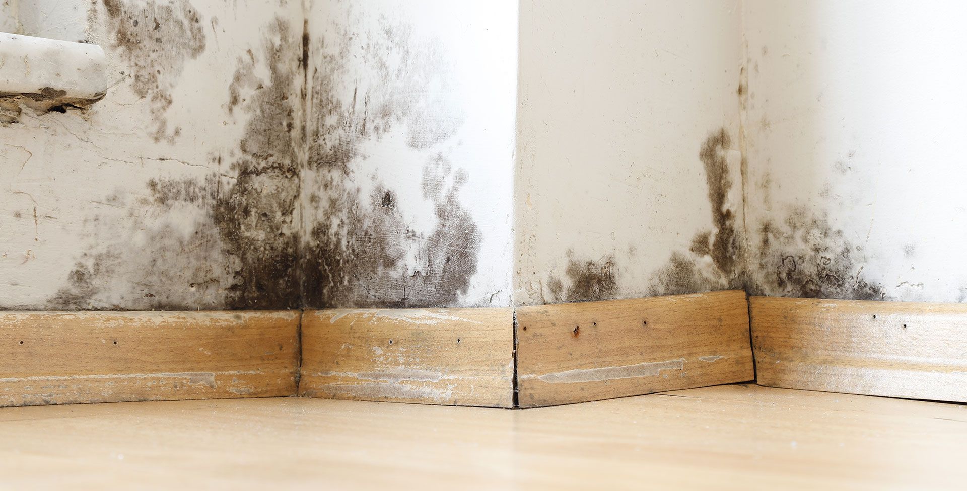 Wall with black mold growth