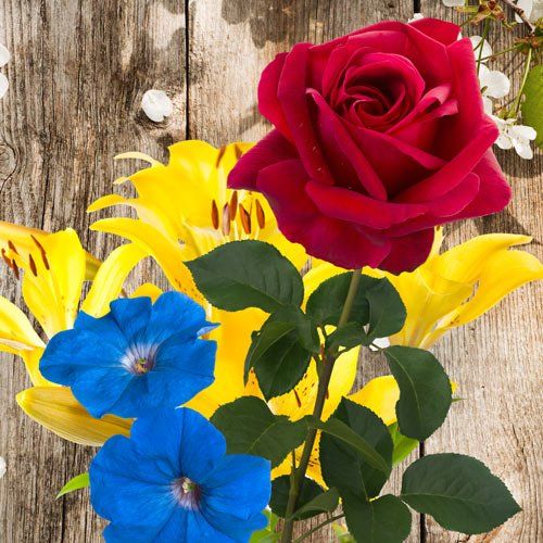 Efecto lenticular 3D en capas con el software de Imagiam