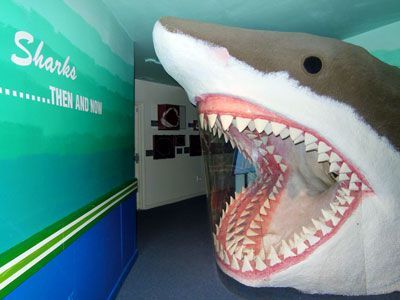 Aurora Fossil Museum Shark Teeth | Historic Albemarle Highway