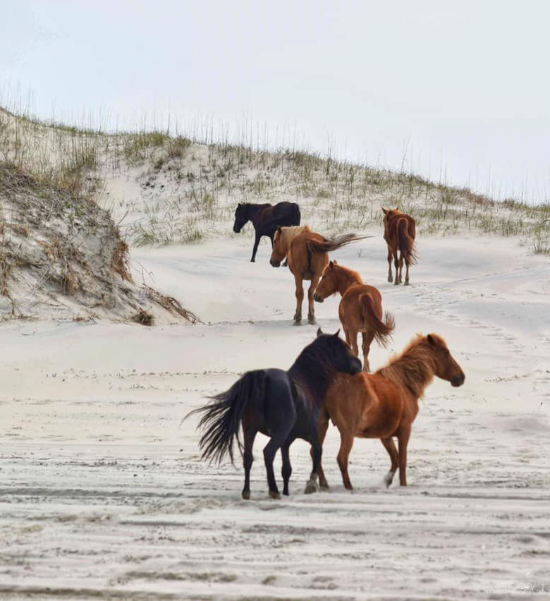 Beach Beautis | Wild Horses of Corova Beach Curritck Outer Banks  | Historic Albemarle Highway