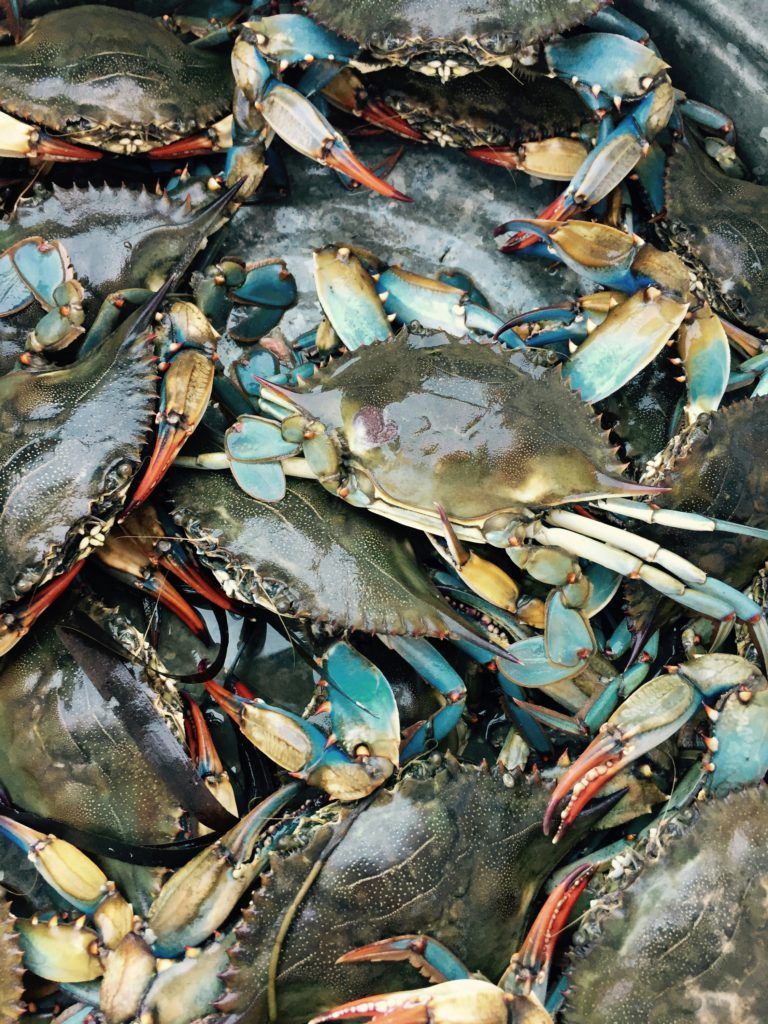 Blue Crabs Inner Banks NC | Historic Albemarle Highway