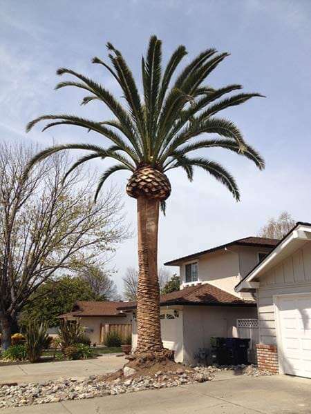 A big tree after trimming — Simply Trees in Manteca, CA