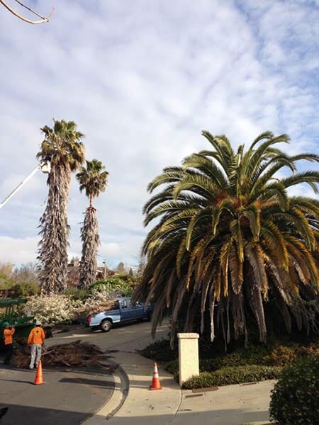 Lot cleaning of trees — Simply Trees in Manteca, CA