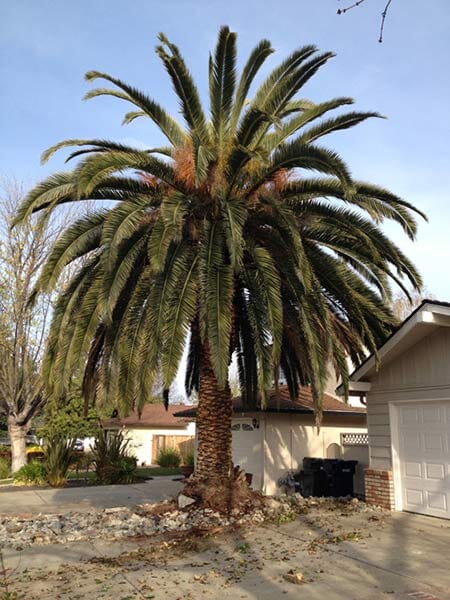 A big tree before trimming — Simply Trees in Manteca, CA