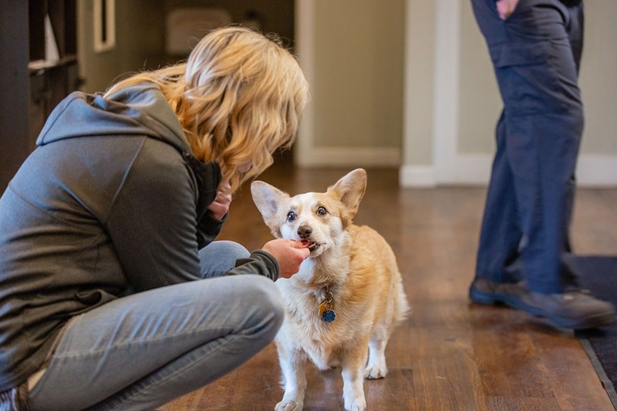 Woman Feeds Dog | Crabtree Automotive