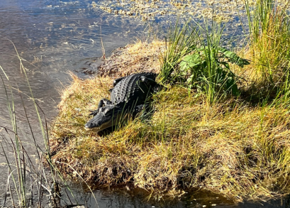 sunbathing Alligator