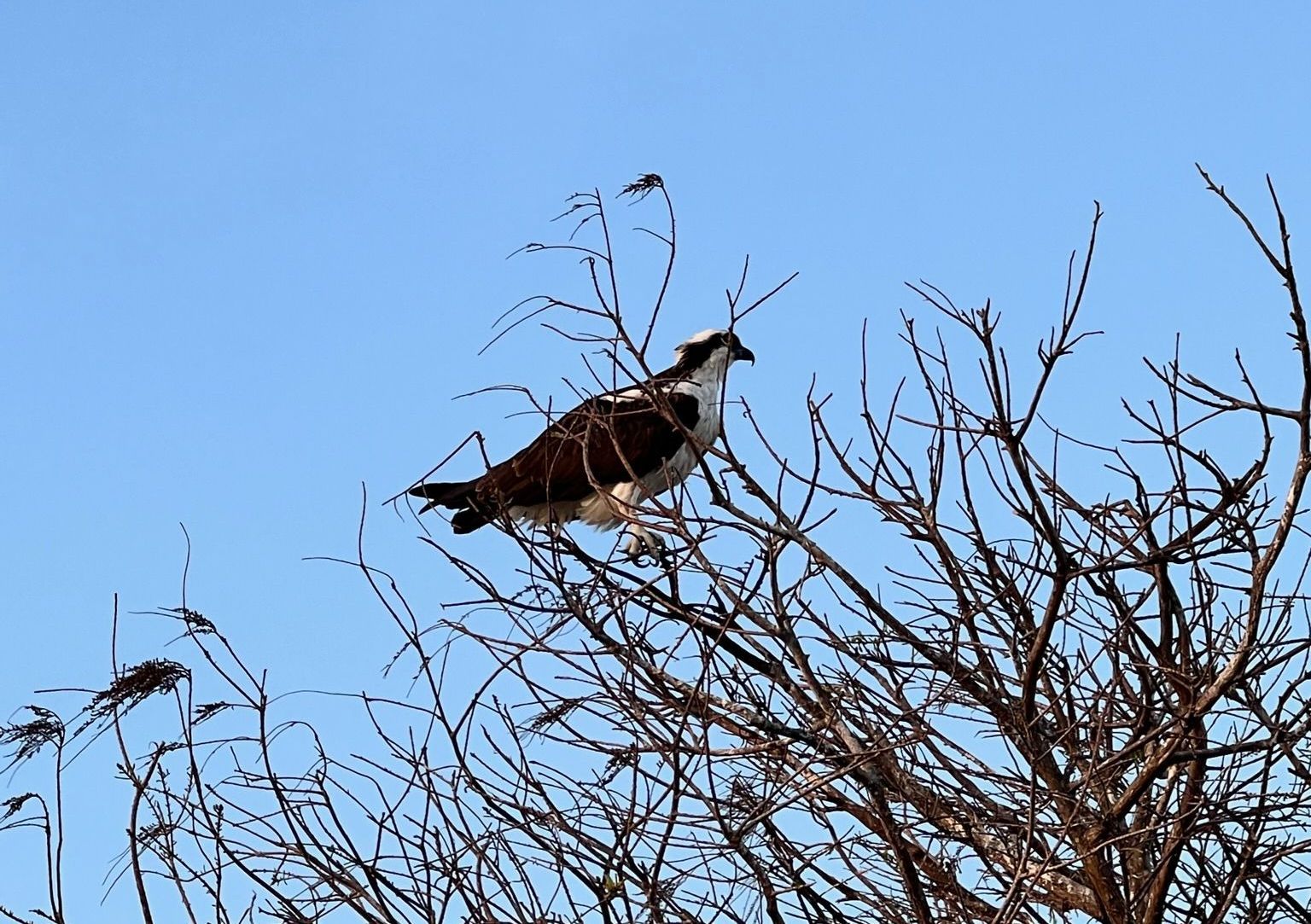 osprey in tree