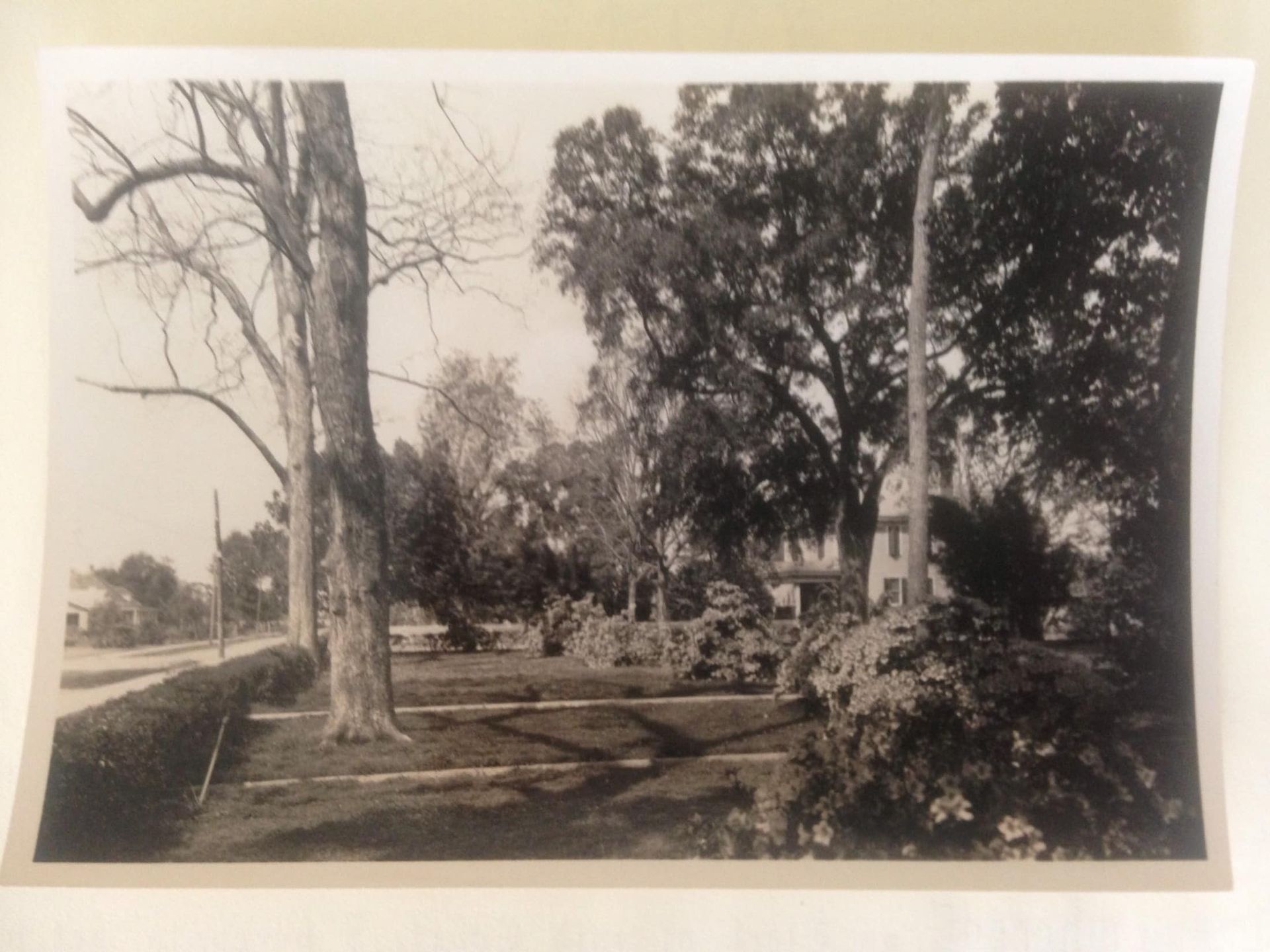 A black and white photo of a park with trees and bushes