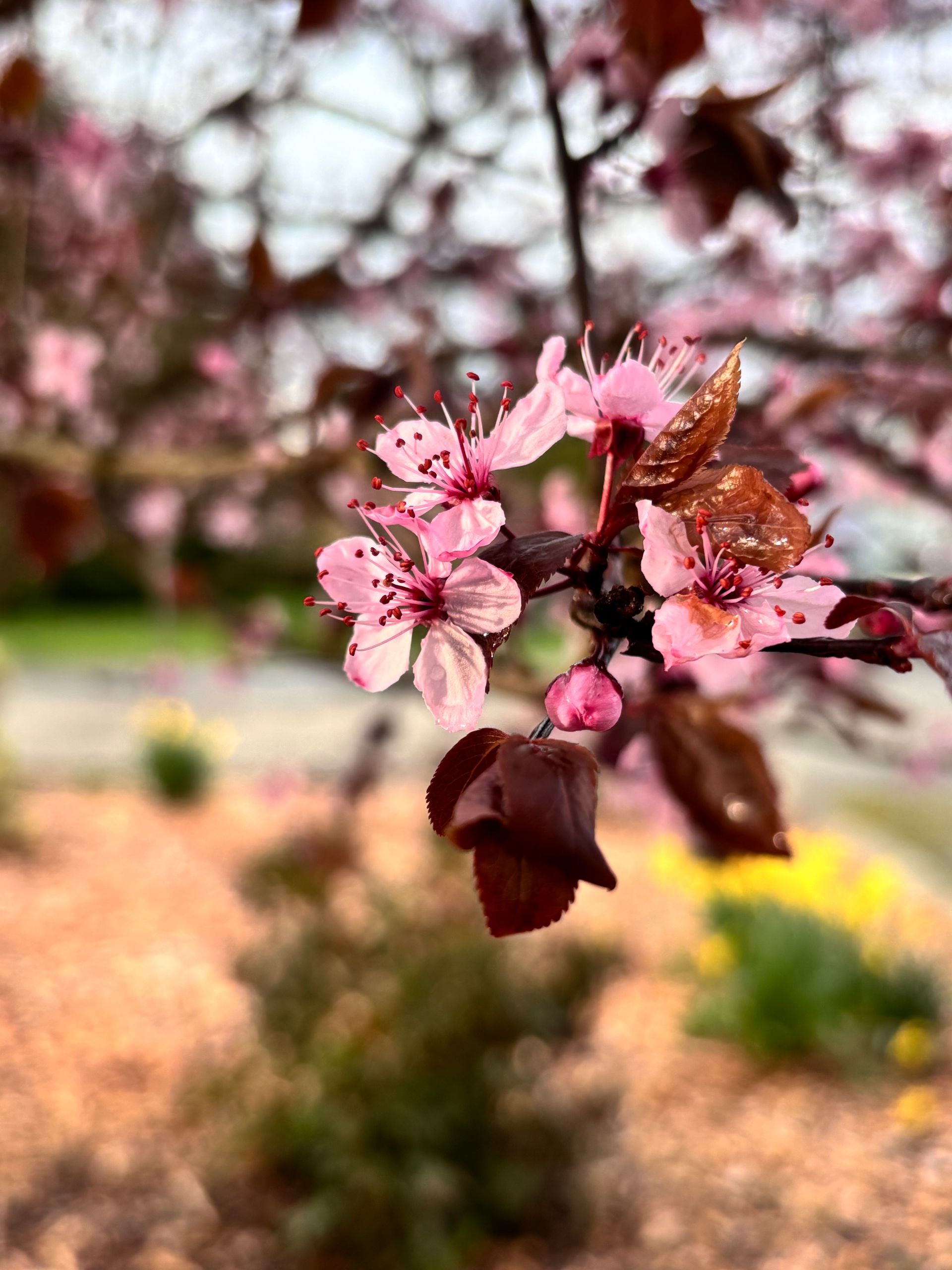Cherry Blossoms on Vashon Island. 