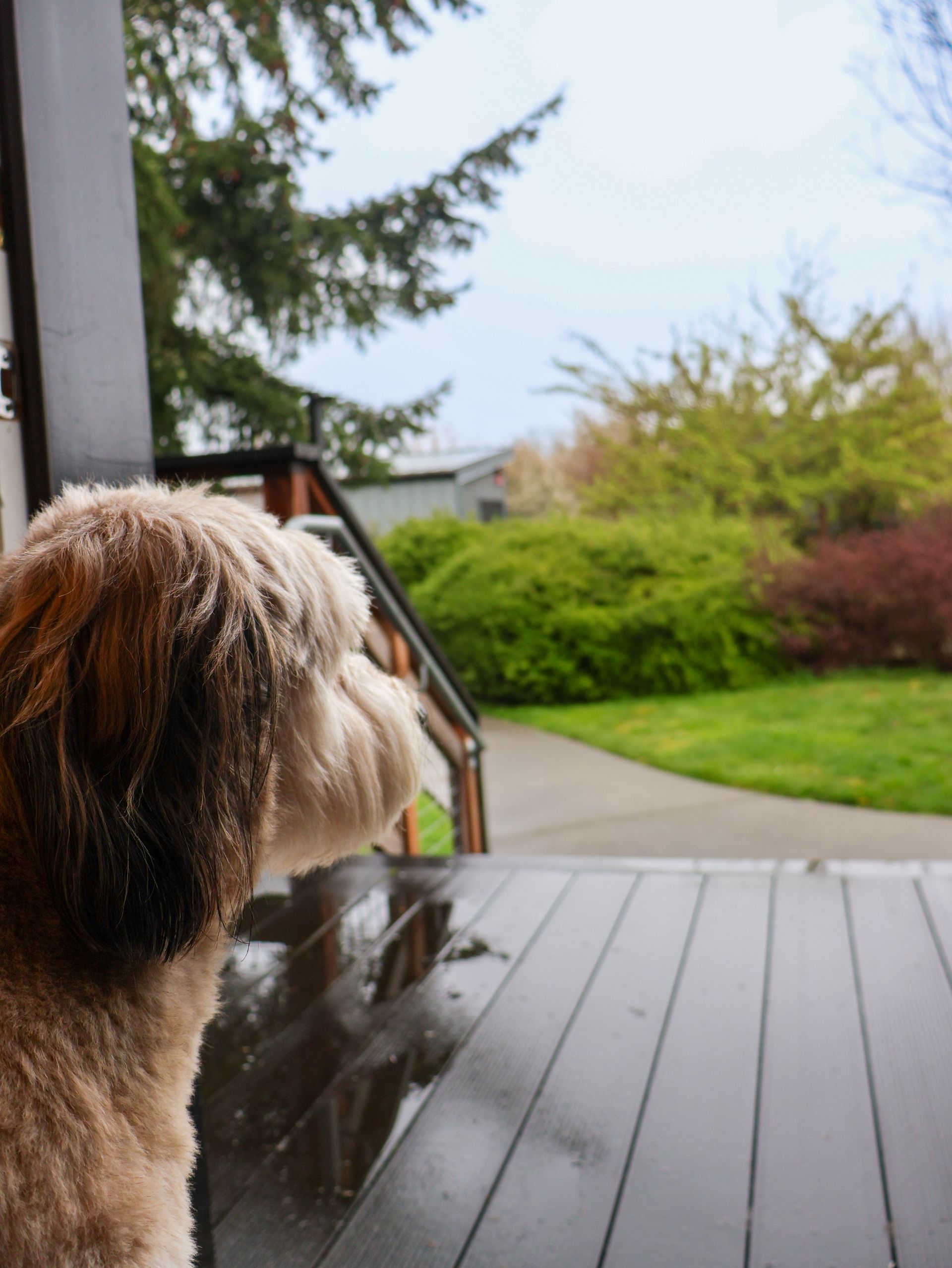 View from a front lodge porch at The Lodges on Vashon, showing a puppy and peaceful landscape