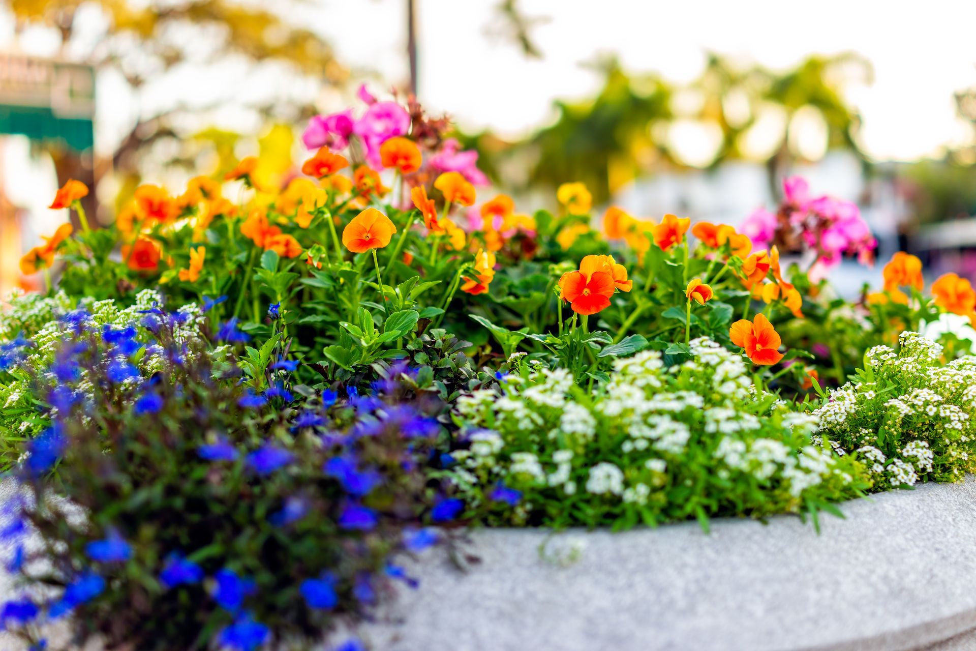 Annual flowering plants in planter, bright colors